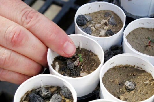 FILE - In this Feb. 10, 2020, file photo, a plant ecologist at the University of Nevada, Reno, points to a tiny Tiehm's buckwheat that has sprouted at a campus greenhouse in Reno, Nevada. Federal officials are investigating the destruction of a significant portion of the remaining population of an extremely rare desert wildflower that's being considered for endangered species protection and could jeopardize plans to build a lithium mine in Nevada, the Associated Press has learned. (AP Photo/Scott Sonner, File) FILE - In this Feb. 10, 2020, file photo, a plant ecologist at the University of Nevada, Reno, points to a tiny Tiehm's buckwheat that has sprouted at a campus greenhouse in Reno, Nevada. Federal officials are investigating the destruction of a significant portion of the remaining population of an extremely rare desert wildflower that's being considered for endangered species protection and could jeopardize plans to build a lithium mine in Nevada, the Associated Press has learned. (AP Photo/Scott Sonner, File)