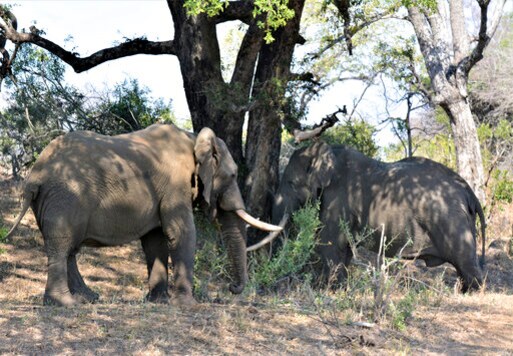 When Will Tourists Return To Africa? Continent Must Guess