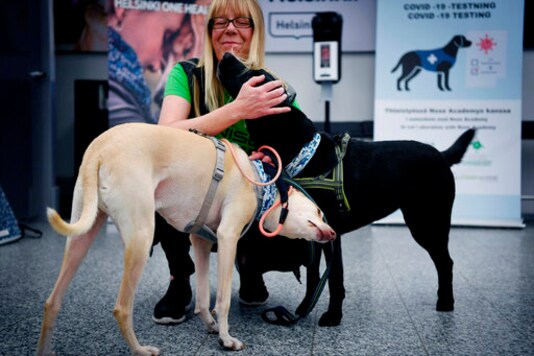 Sniffer dogs named K'ssi, left and Miina react with trainer Susanna Paavilainen at the Helsinki airport in Vantaa, Finland, Tuesday, Sept. 22, 2020. Four corona sniffer dogs are trained to detect the Covid-19 virus from the arriving passengers samples at the airport.  (Antti Aimo-Koivisto/Lehtikuva via AP)