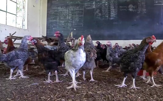 With Kenyan Schools Closed, One Turns To Raising Chickens