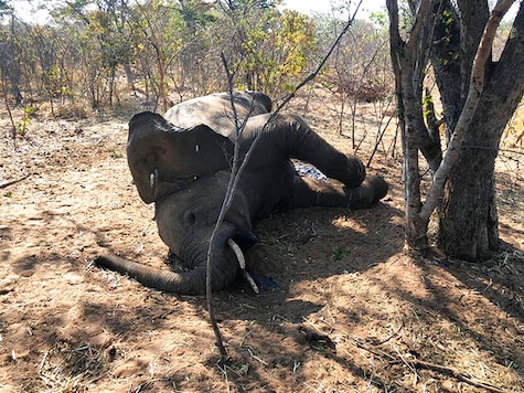 A dead elephant is seen in Hwange National park, Zimbabwe, Saturday, Aug. 29, 2020. A spokesman for Zimbabwe's national parks said on Wednesday, Sept. 2 the number of elephants dying in the country's west from a suspected bacterial infection, possibly from eating poisonous plants, has risen to 22 and more deaths are expected. (AP Photo) A dead elephant is seen in Hwange National park, Zimbabwe, Saturday, Aug. 29, 2020. A spokesman for Zimbabwe's national parks said on Wednesday, Sept. 2 the number of elephants dying in the country's west from a suspected bacterial infection, possibly from eating poisonous plants, has risen to 22 and more deaths are expected. (AP Photo)
