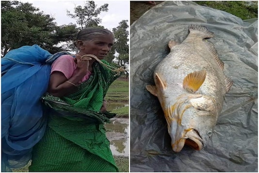 Pushparani Kar (L) and the huge Bhola fish, which she caught in her net. Pushparani Kar (L) and the huge Bhola fish, which she caught in her net.