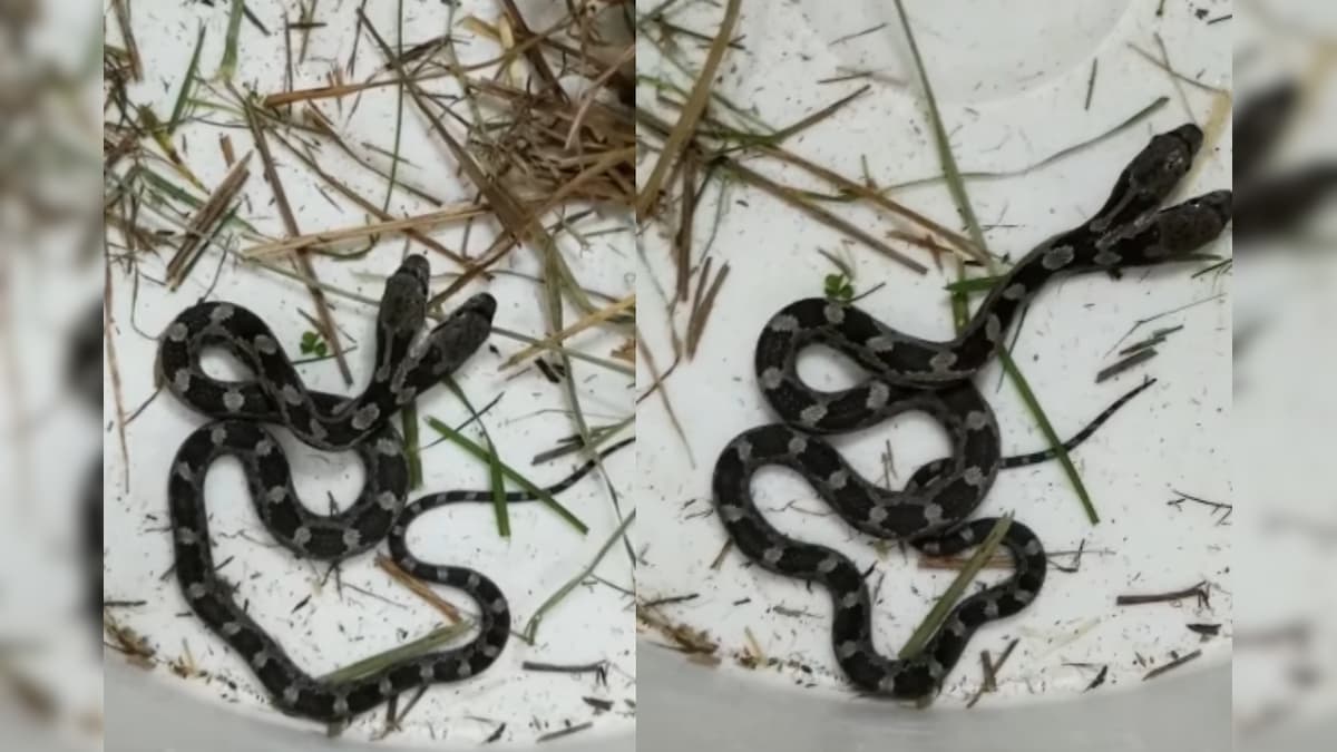 Double-trouble: US Woman Finds Twin-headed Snake Slithering in Her Home, Spooky Video Goes Viral