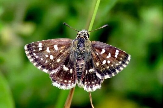 The butterfly which measures 2.5cm has white stripes on the wings giving it its name Zebra. 