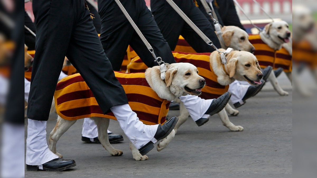 Army's Best Friends?These Dogs Keep Danger, Stress at Bay For Soldiers in J&K