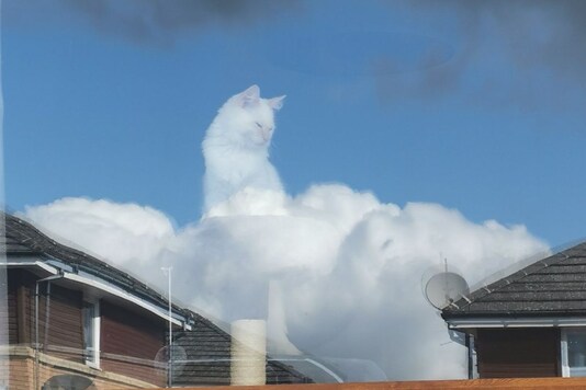 Viral image of cat.
(Credit: Twitter/ @cloudcat28) Viral image of cat.
(Credit: Twitter/ @cloudcat28)