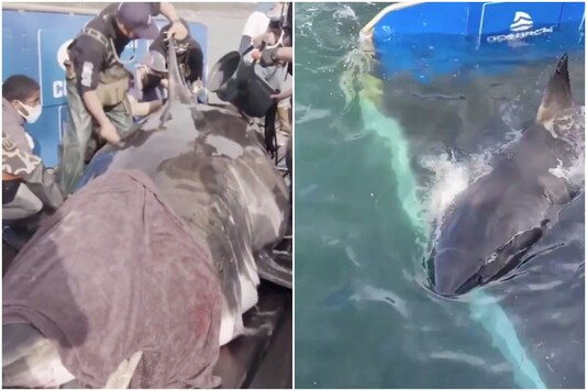 A team of researchers has found a giant shark in Canada | Image credit: Twitter