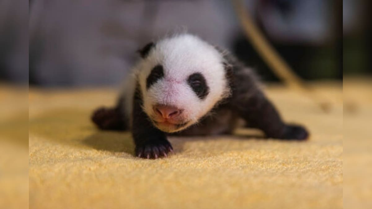 Remember the Giant Panda's Baby at Washington National Zoo? It's a Boy