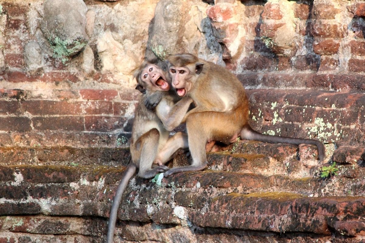 No Monkey Business: Fierce War Between Simians in Agra Claims Two Human Lives