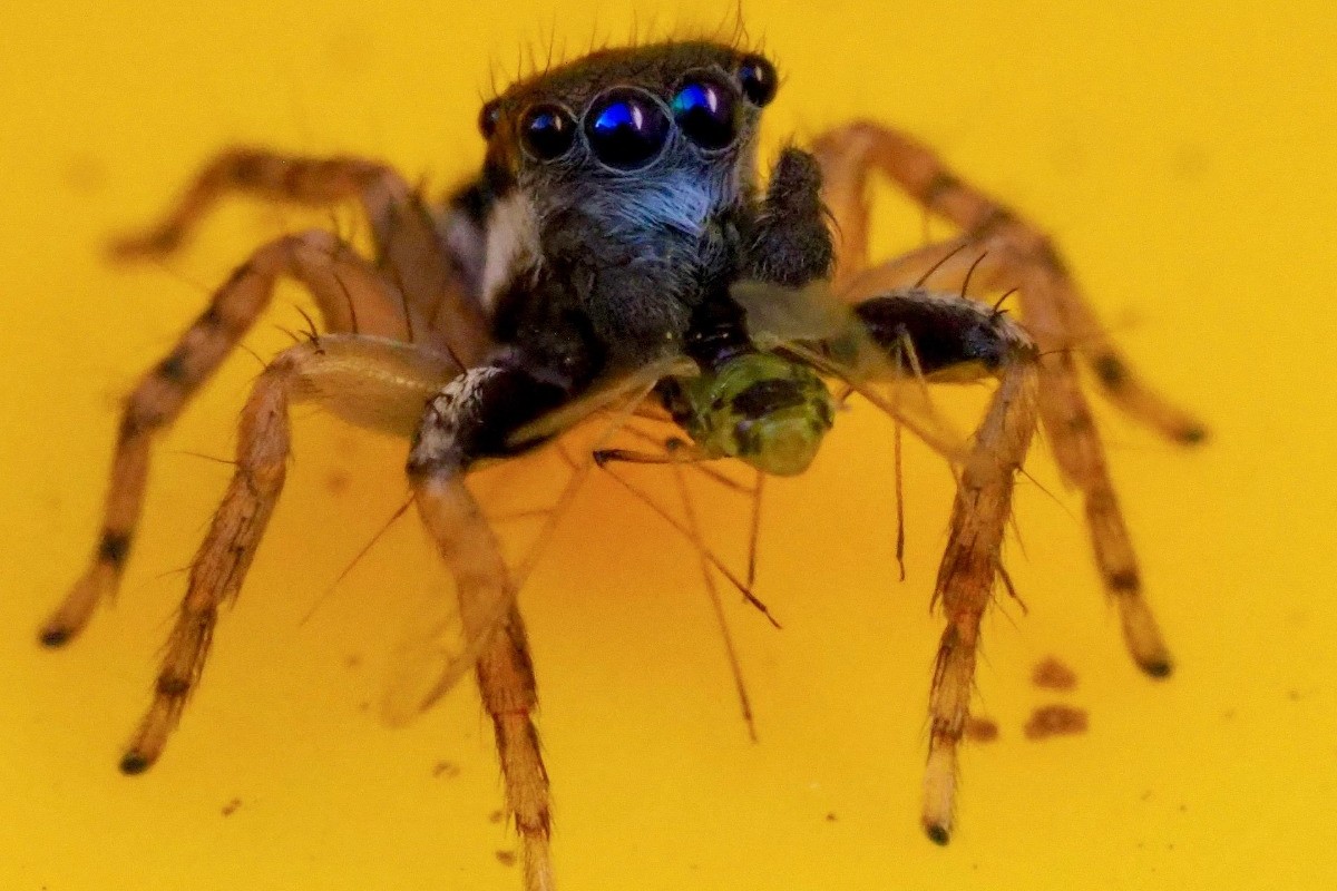 Australian Woman Discovers New Spider Species with Eight Eyes and Unique Blue Face