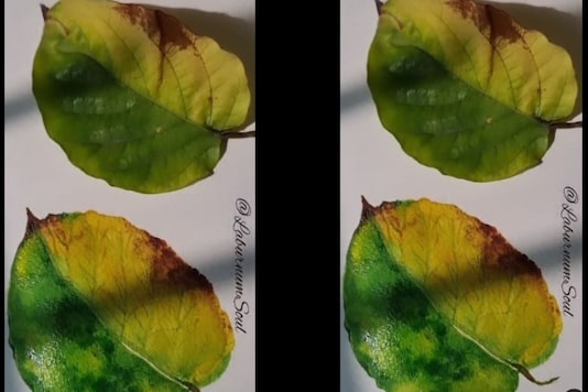Video grab of watercolour leaf painting.
(Credit: Instagram/ @laburnumsoul)
Video grab of watercolour leaf painting.
(Credit: Instagram/ @laburnumsoul)