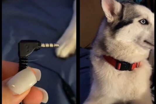 Video grab. 
(Credit: Instagram/ @_bob_the.dog)
