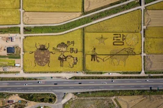 The images depict various animals including local mascots; a crane and a fish, and a ladybird | Ed JONES - AFP. The images depict various animals including local mascots; a crane and a fish, and a ladybird | Ed JONES - AFP.