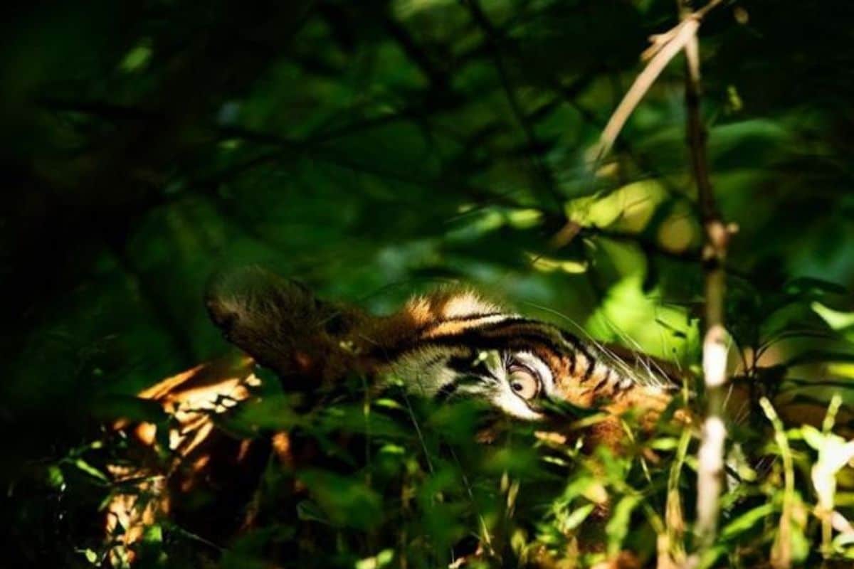 Priyanka Gandhi's Son's Stunning Photography of a Tiger's Eye Has Left Netizens Amazed