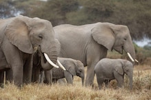 Elephant in the Zoom: You Can Now Virtually Videocall One and Help Save the Species
