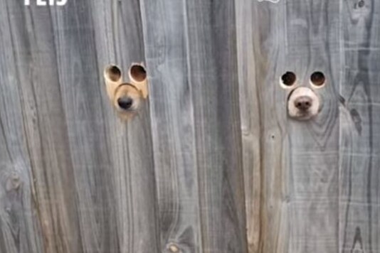 Video grab of dog fence. (Credit: facebook/ @Pawsome Pets)  ·