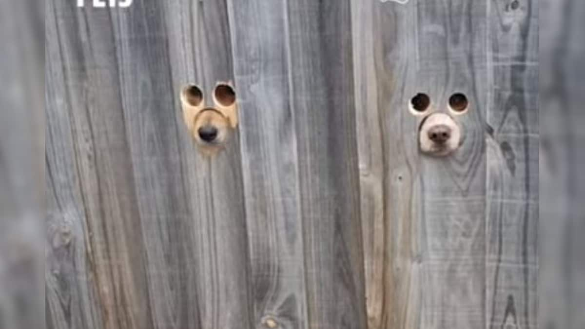 Watch: Dog Owner Makes Holes in Fence for Pets to Peek-a-boo on Hearing Car Horn