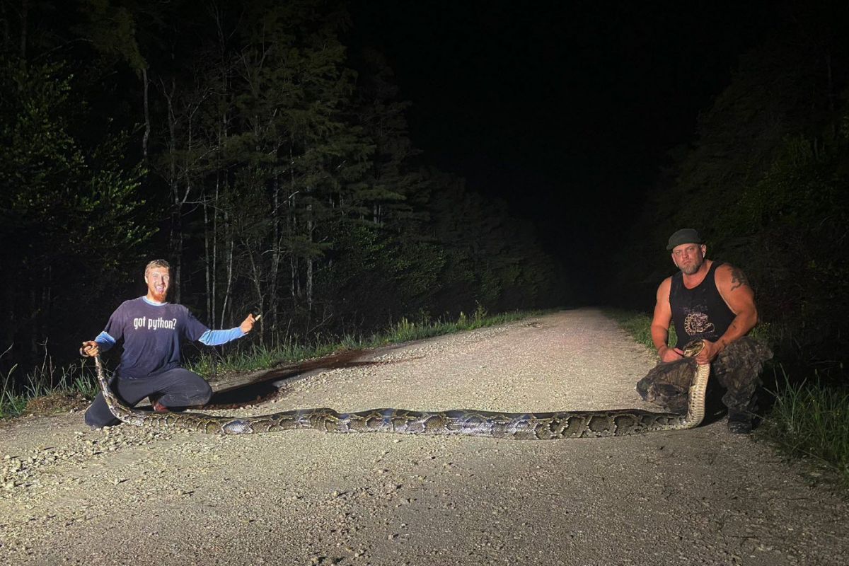 18 Long Python Hunters Catch Record Breaking 18-Feet-Long Python Weighing 47 Kgs - News18