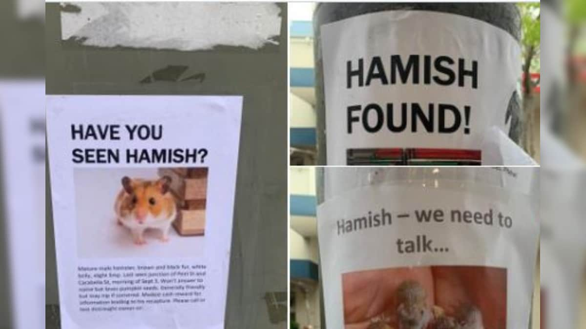 Chronicles of 'Hamish the Hamster' Has Twitter on the Edge, Here's What the Saga is about