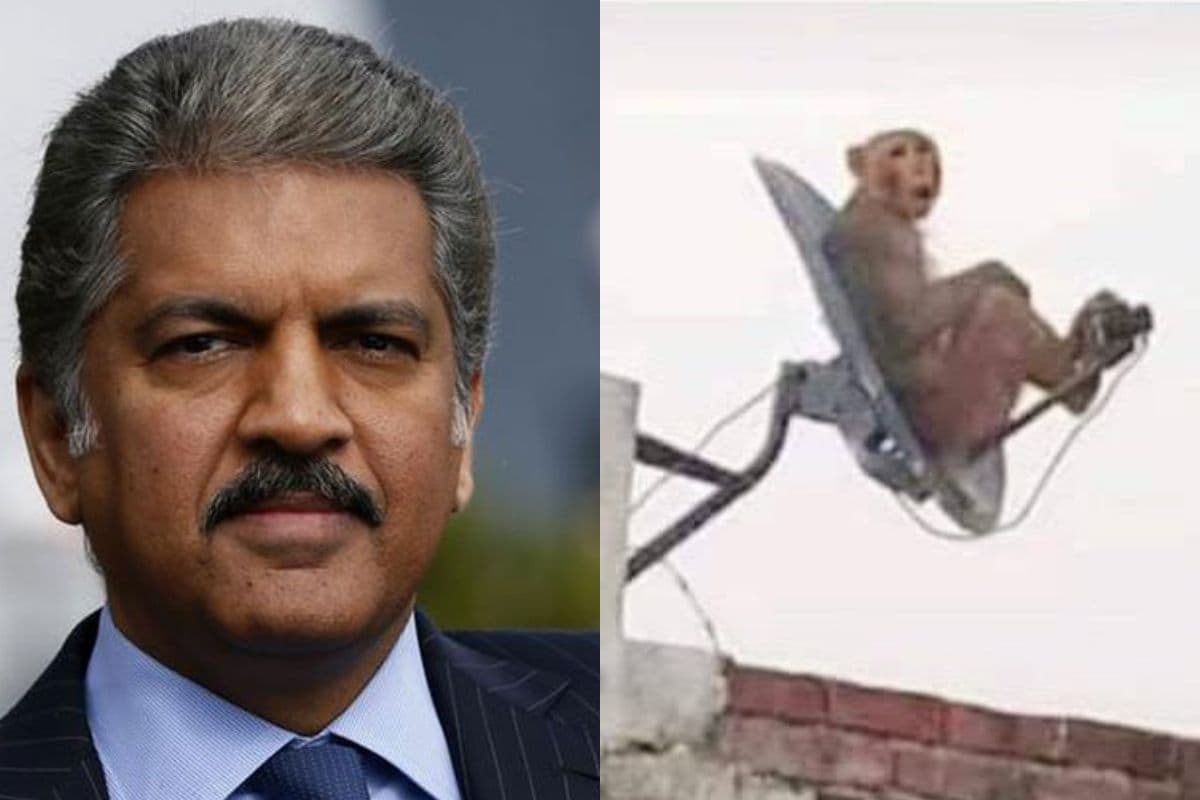 Anand Mahindra Wants You to Caption Photo of Monkey, Will Gift Scale Model of Cars to Winners