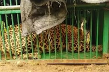 Leopard Causes Panic in Guwahati after it Enters Girls' Hostel and Gets Trapped Under Sofa