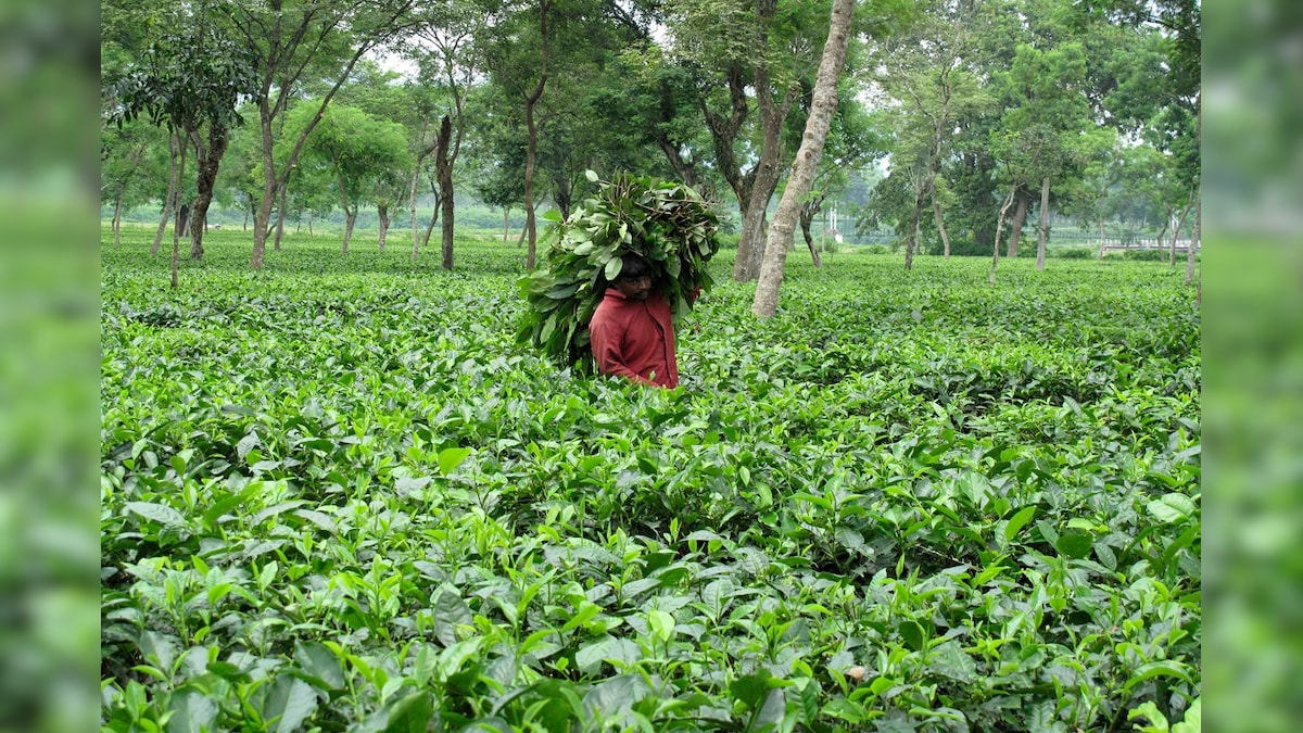 To Prevent Adulteration of ‘Darjeeling Tea’ from Nepal, FSSAI Clearance Now Mandatory: Tea Board