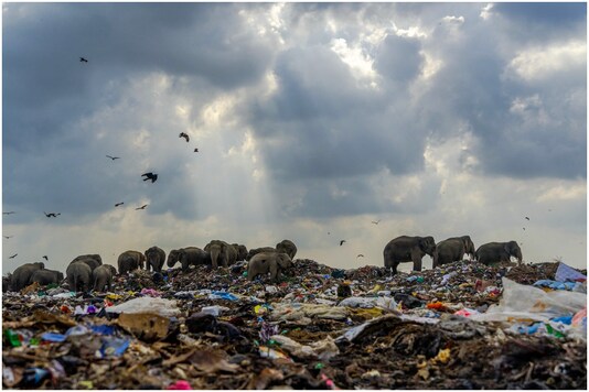 A disturbing photo of elephants foraging in garbage has won the Royal Society of Biology Award this year | Image credit: Facebook