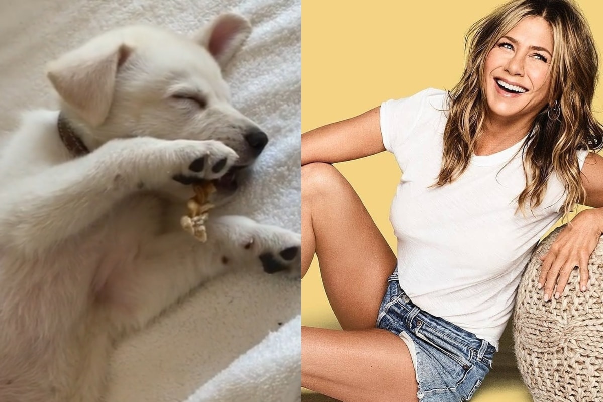 Where Does Jennifer Aniston Get Her Dog Collars at Jasmine Thornber blog