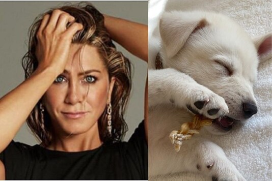 Jennifer Aniston and her new pet Lord Chesterfield. 