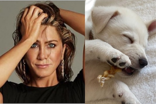 Jennifer Aniston and her new pet Lord Chesterfield. Jennifer Aniston and her new pet Lord Chesterfield.