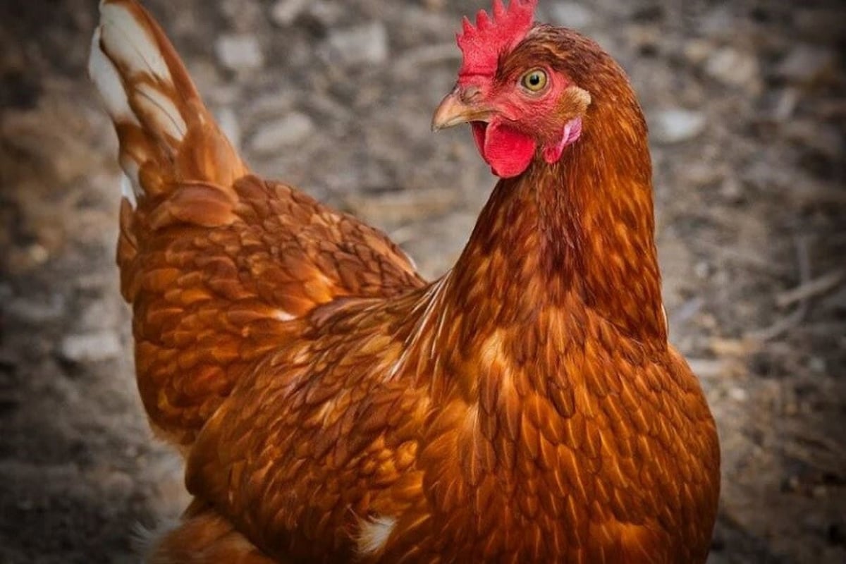 Germany could dispose of up to 70,000 chickens due to bird flu found on another farm