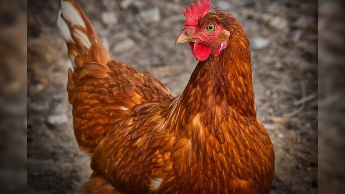 German Authorities Orders Culling of 29,000 Chickens After Bird Flu Found On Another Poultry Farm