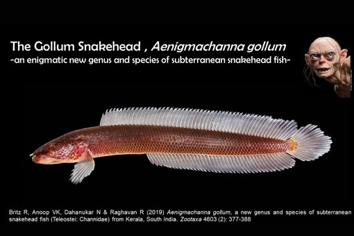 Snakehead Gollum Fish Discovered in Kerala is Living Fossil From