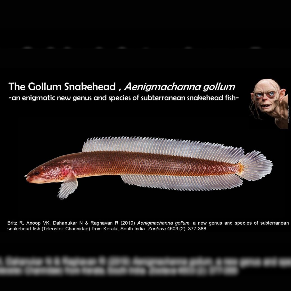 Snakehead Gollum Fish Discovered in Kerala is Living Fossil From Gondwanan  Times