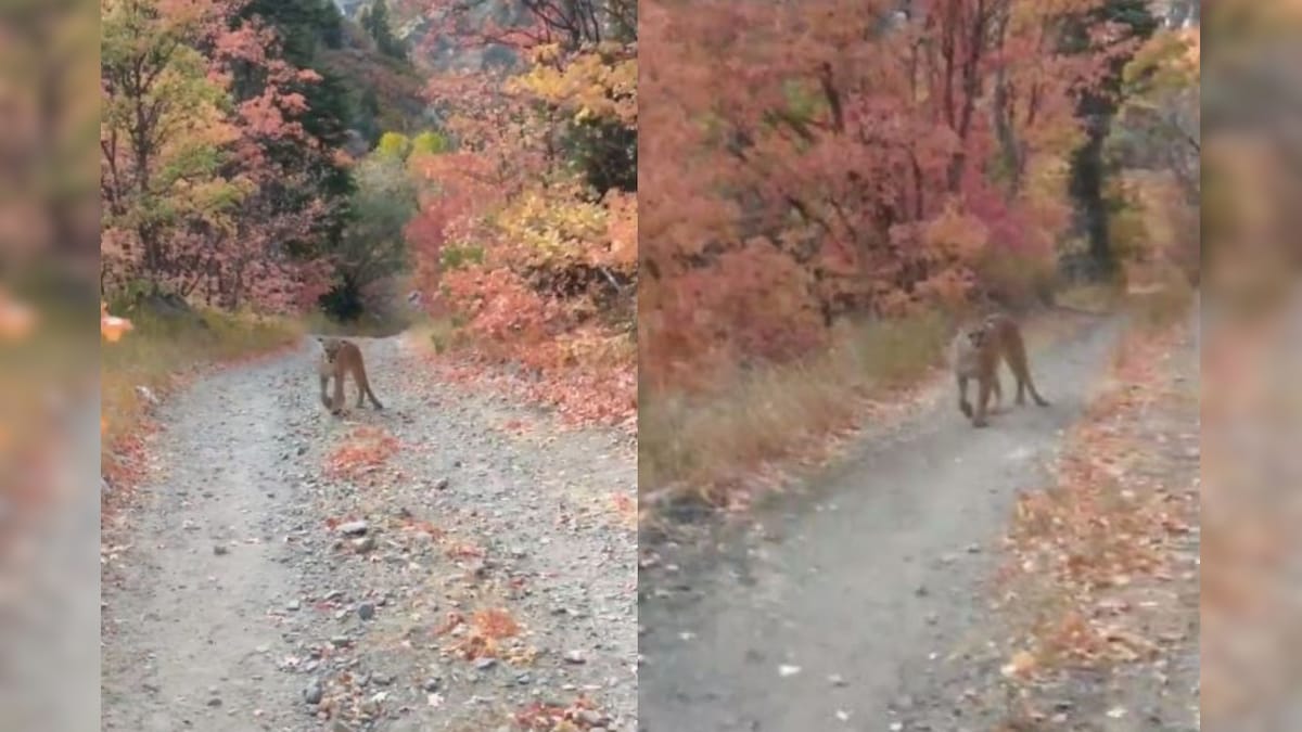 WATCH: Hiker's Narrow Escape from Mountain Lion Chasing Him for Six Minutes Captured on Tape