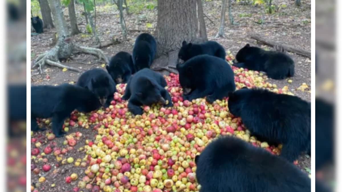 Fact Check Bears Eating Apples at a US Conservation Centre Circulated