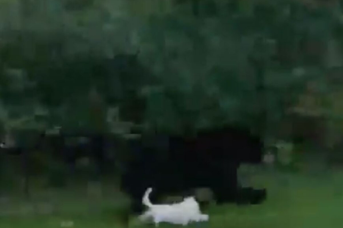 Brave Little Dog Chases Away Black Bear Out of its Owner's Yard in Canada, Video Goes Viral