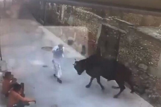Video grab of bull attack on old man.
(Credit: Twitter)