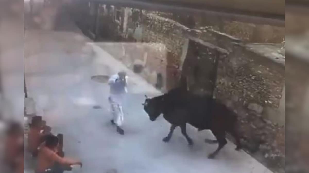 Karma? Bull Attacks Old Man after He Beats It with a Stick in Viral Video