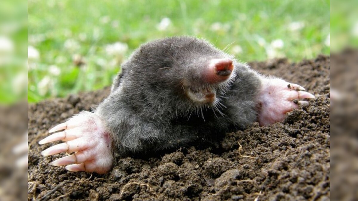 Female Moles Have 'Ovotestes' that Produce Testosterone That Make Them Excellent Diggers