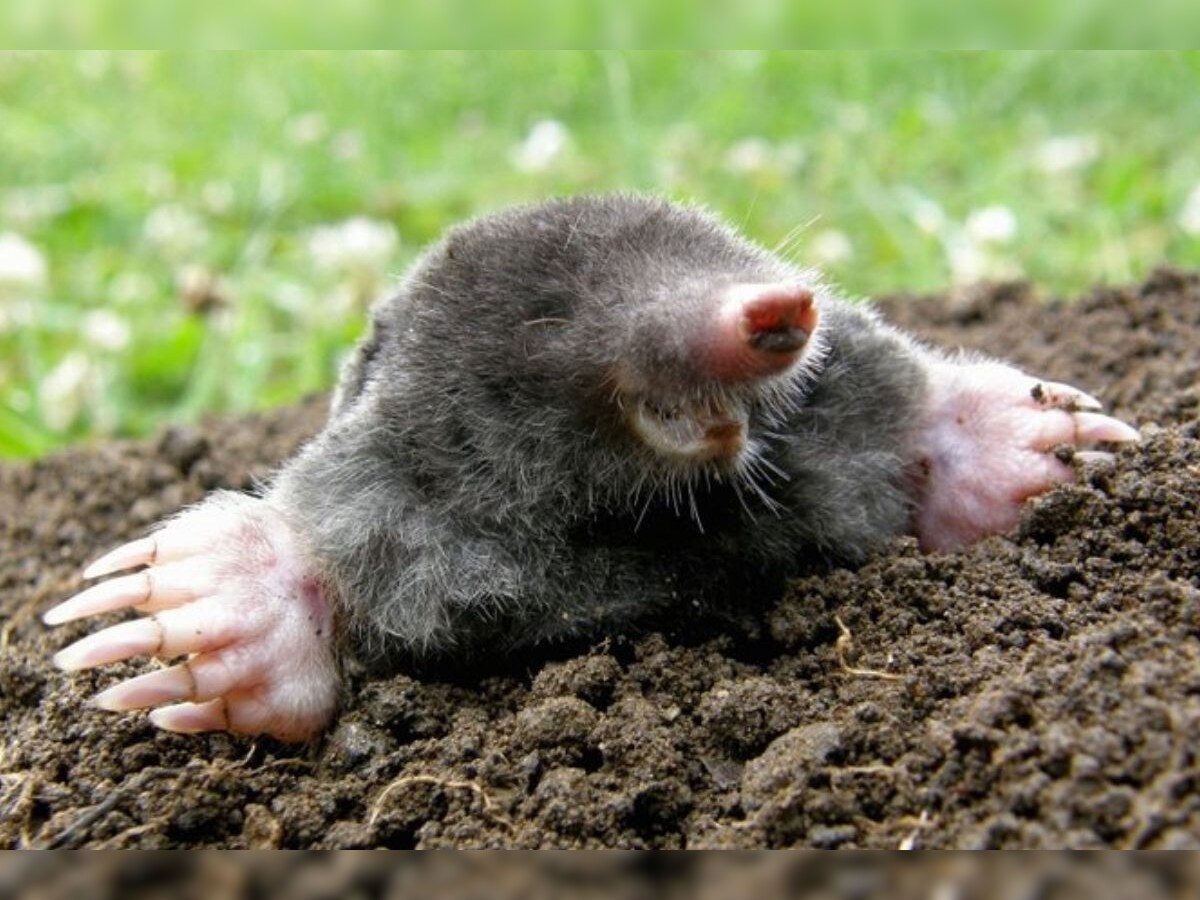 Female Moles Have 'Ovotestes' that Produce Testosterone That Make Them Excellent Diggers Female Moles Have 'Ovotestes' that Produce Testosterone That Make Them Excellent Diggers