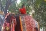 WATCH: Baba Ramdev Falls Off Elephant While Trying to Perform Yoga Asanas, Video Goes Viral