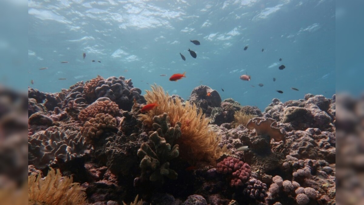 Light Pollution is Disrupting Reproduction of Corals along the Coastal Region and Here's How