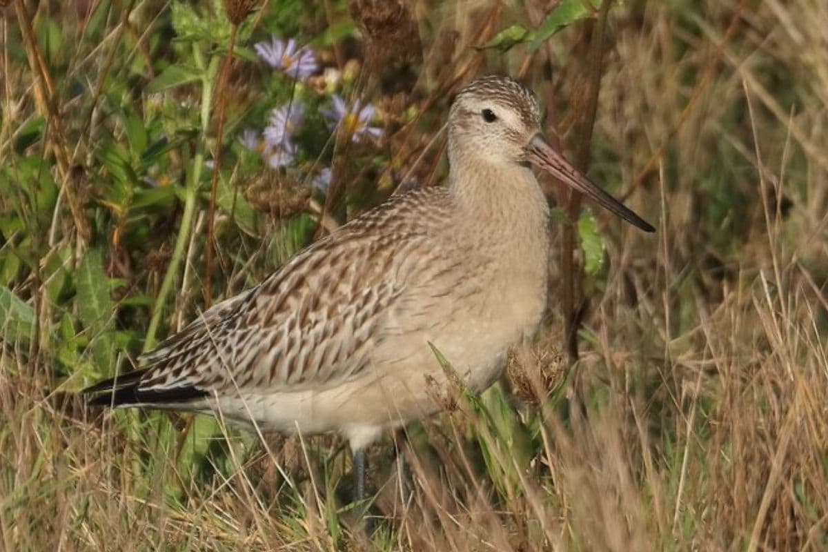 Godwit Bird Sets World Record with a Non-stop Flight for More than 12000 km in Eleven Days