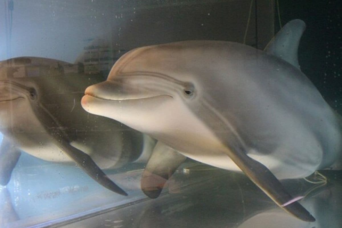 Group of Chinese Fishermen Rescue Stranded Bottlenose Dolphin and Release It in the Sea