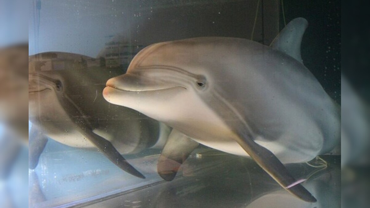 Robotic Dolphins Can Take over Theme Parks One Day to Replace the