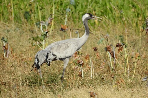On October 10, Vadla returned to the same village near the Nal Sarovar bird sanctuary. 
(photo credits: Hareendra Baraiya )