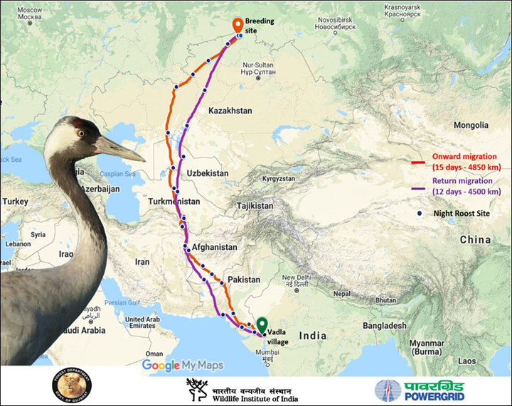What Tracking a Crane’s Migration Journey Between Gujarat and Russia
