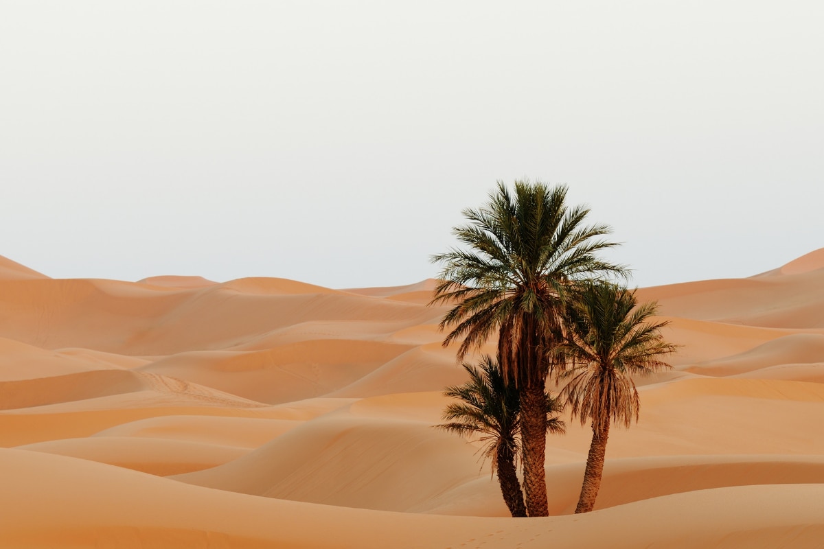 New Study Found Sahara Desert Is Dotted With Trees Is It Enough To 