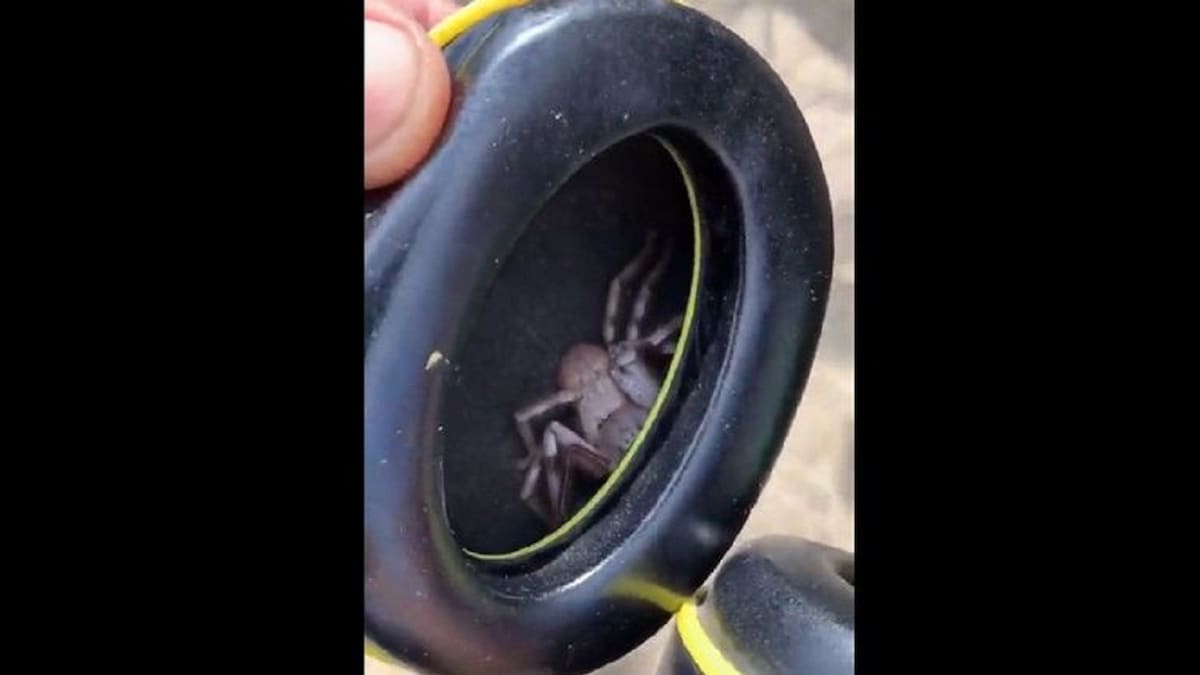 Watch: This Man Found an Unusual Guest in His Headphones, Video Will Leave You Scared